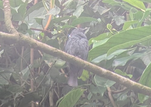 Nimba Flycatcher (Melaenornis annamarulae), photo 2