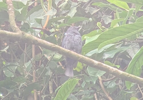 Nimba Flycatcher (Melaenornis annamarulae), photo 7