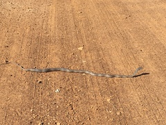 Psammophis leightoni