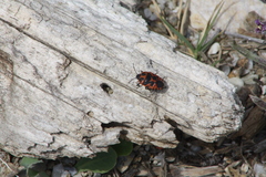 Eurydema spectabilis