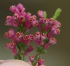 Erica gnaphaloides