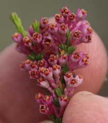 Erica gnaphaloides