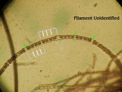 Zygogonium ericetorum