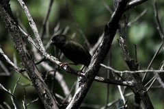 Melanospiza richardsoni