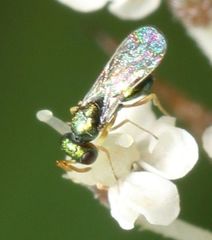 Halticoptera