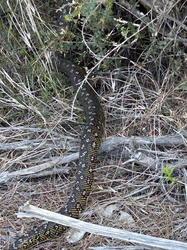 Diamond Python sighting