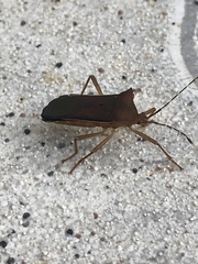 Anasa varicornis