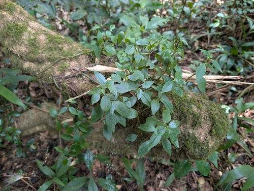 Peperomia fernandopoiana, photograph 2