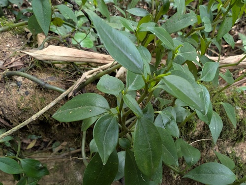 Peperomia fernandopoiana, photograph 3