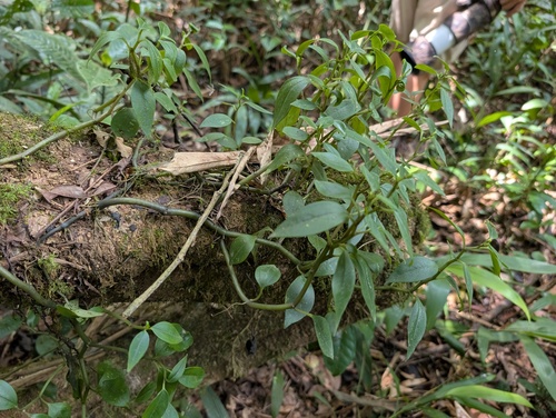 Peperomia fernandopoiana, photograph 1