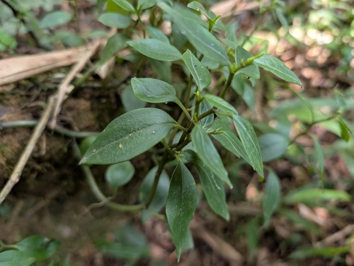 Peperomia fernandopoiana