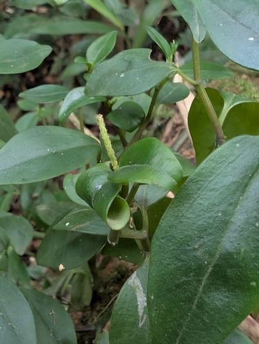 Peperomia fernandopoiana, photograph 4