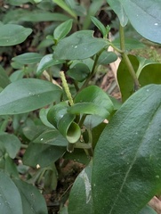 (c) Zac Peterson, some rights reserved (CC BY) Peperomia fernandopoiana, photograph (c) Zac Peterson, some rights reserved (CC BY)