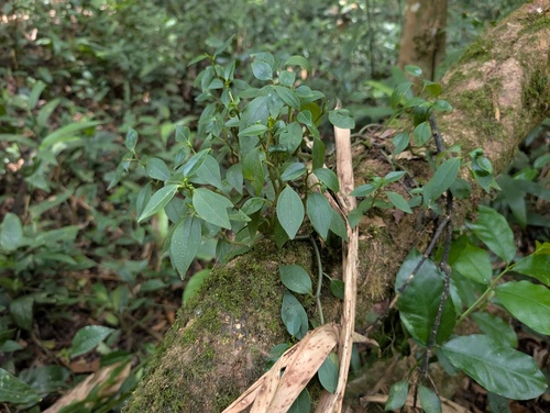 Peperomia fernandopoiana, photograph 6