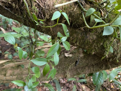 Peperomia fernandopoiana, photograph 5