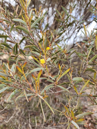 Acacia crenulata