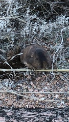 Geomys texensis