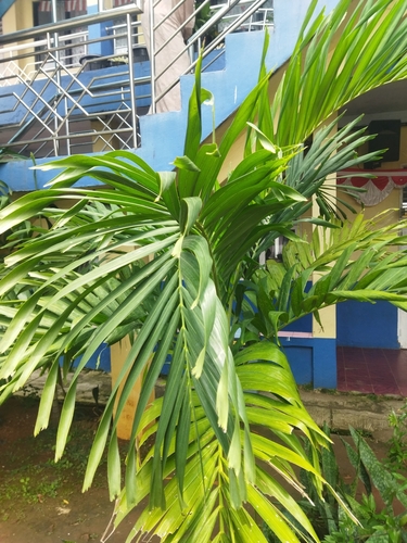 Manila Palm