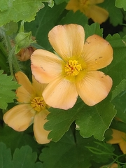 Modiolastrum malvifolium