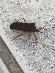 Anasa varicornis