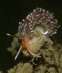 Sakuraeolis enosimensis