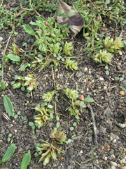 Eragrostis hypnoides