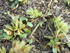 Eragrostis hypnoides