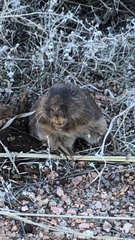 Geomys texensis