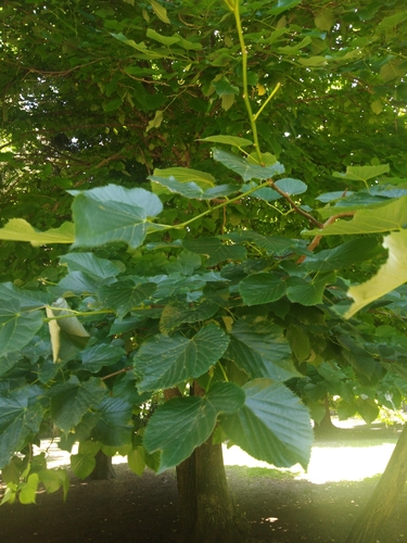 Tilia X moltkei