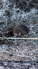 Geomys texensis