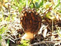 Morchella angusticeps