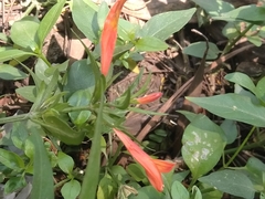 Dicliptera squarrosa