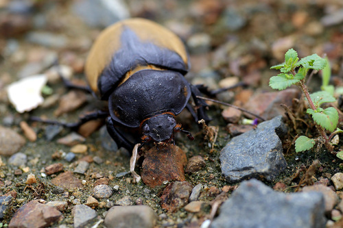 Elephant Beetle