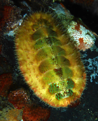 Mopalia ciliata