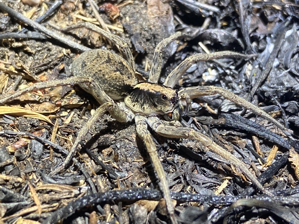 Lycosa laeta