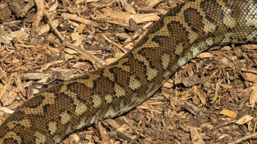 Coastal Carpet Python sighting