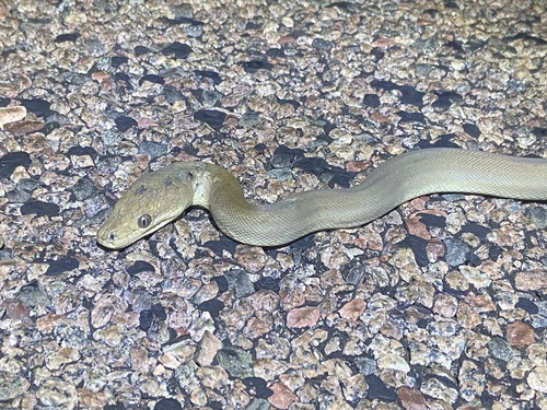 Olive Python sighting