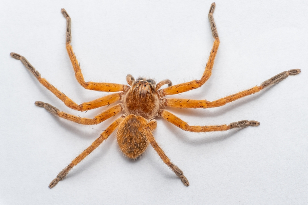 Polybetes germaini