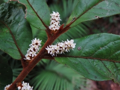 Symplocos paucistaminea