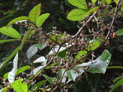 Symplocos paucistaminea