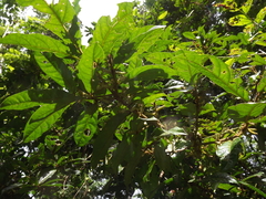 Symplocos paucistaminea