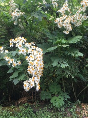Montanoa bipinnatifida