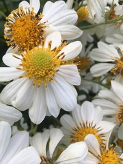 Montanoa bipinnatifida