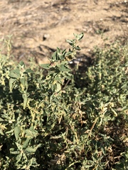 Atriplex suberecta