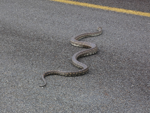 Coastal Carpet Python sighting