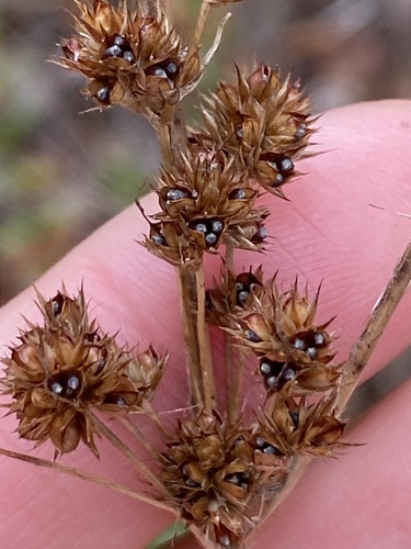 Luzula hawaiiensis observed 2025-09-18