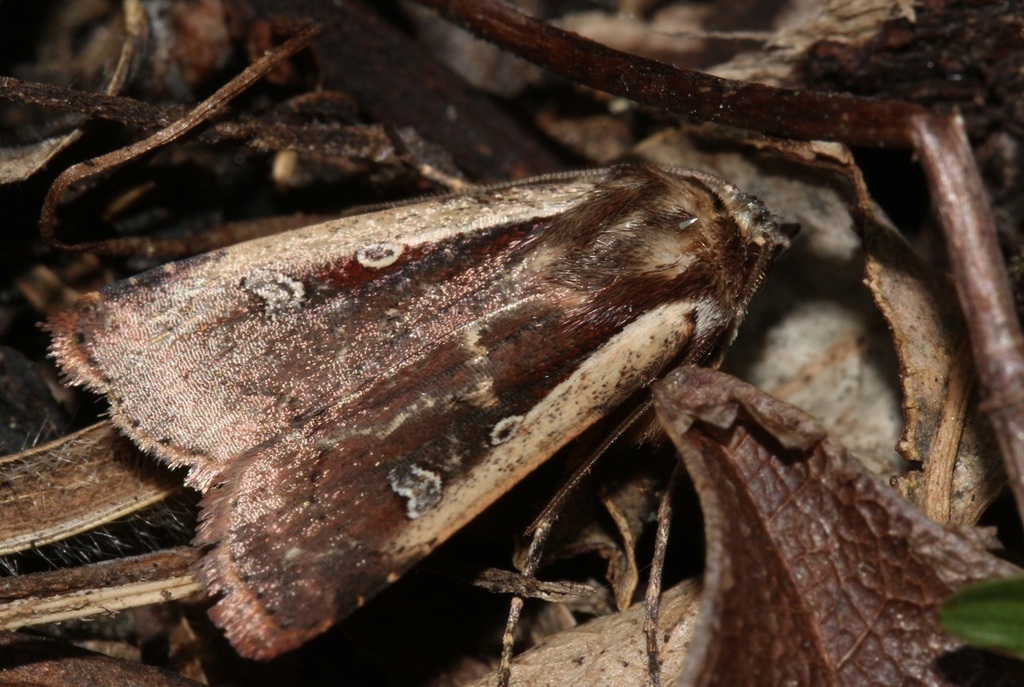 Ochropleura ignota