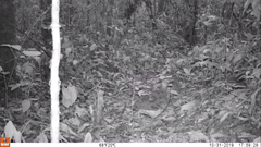 Crypturellus undulatus