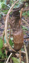 Nepenthes