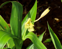 Canna flaccida